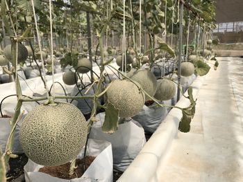 High angle view of fruits hanging on tree