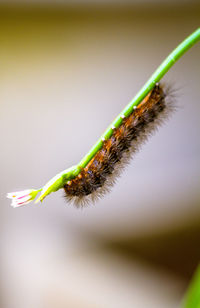 Close-up of flower plant