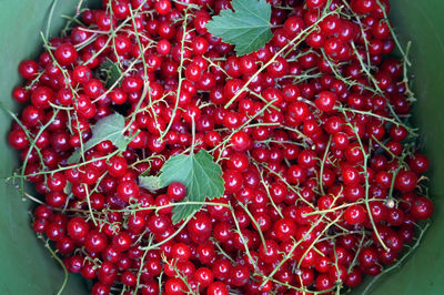 Close-up of red berries