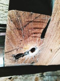 High angle view of insect on wood