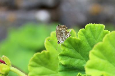 Close-up of butterfly on leaf