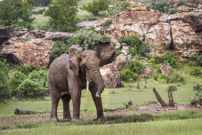 View of elephant on land