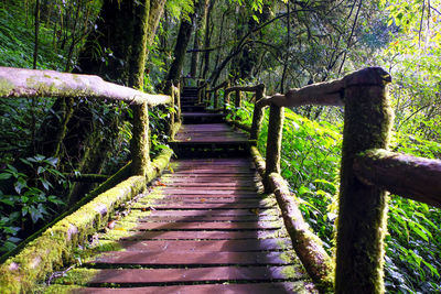 Footpath amidst trees in park