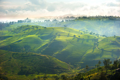 Scenic view of agricultural field against sky