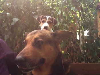 Dog looking up