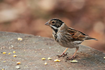 Close-up of bird perching outdoors