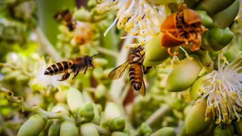 Close-up of bee on flower