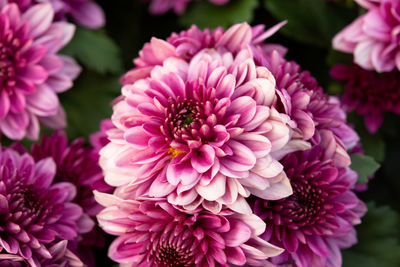 Close-up of pink dahlia flowers