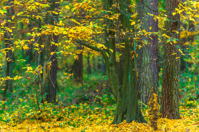 Trees in forest during autumn