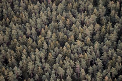 High angle view of pine tree in forest