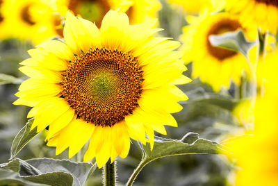 Close-up of sunflower