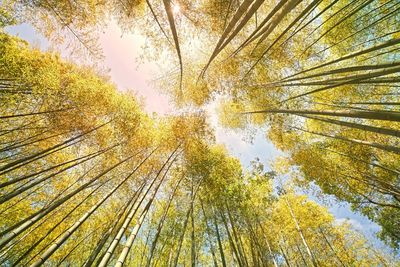 Low angle view of sunlight streaming through trees