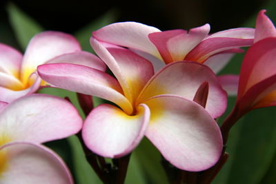 Close-up of pink frangipani flowers