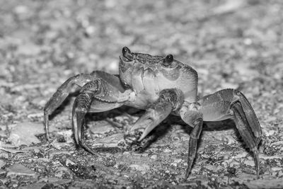 Close-up of a baby freshwater crab in northern israel nature reserve