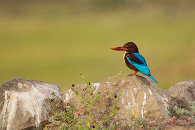 Bird perching on rock