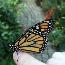 Close-up of butterfly on hand