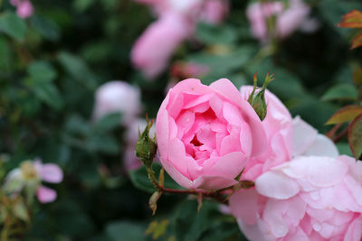 Close-up of pink rose