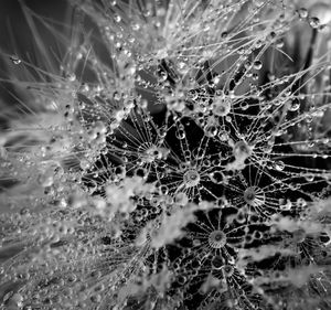 Close-up of wet spider web on plant