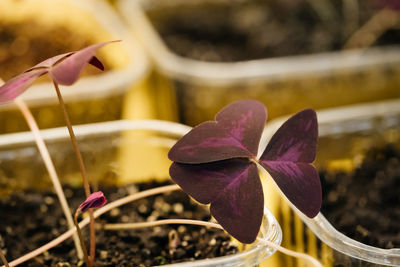 Microgreens growing background with raw sprouts in female hands. home garden or indoor vertical farm