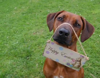Close-up of dog on grass
