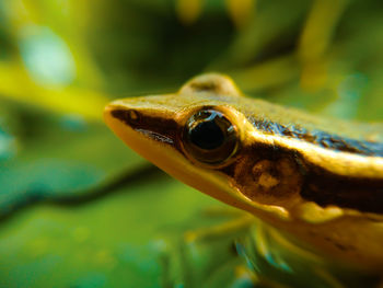 Close-up of lizard