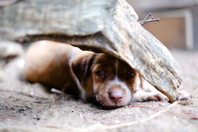 Close-up portrait of a dog