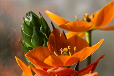 Close-up of orange flowering plant