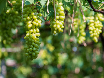 Close-up of berries growing on tree