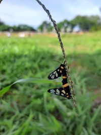 Close-up of butterfly on grass