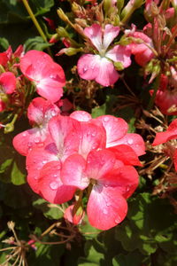 Close-up of water drops on pink flower