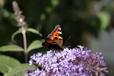 Butterfly pollinating on purple flower