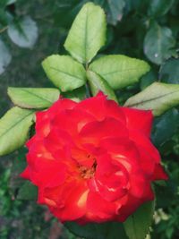 Close-up of red rose flower