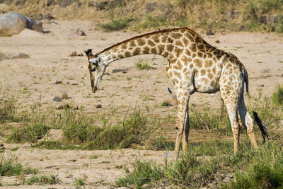 Side view of giraffe on field