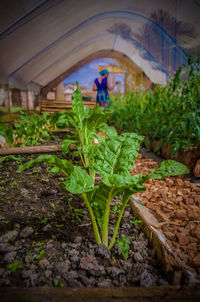 Man and plants in farm