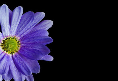 Close-up of blue flower against black background