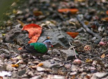 Close-up of bird perching on ground