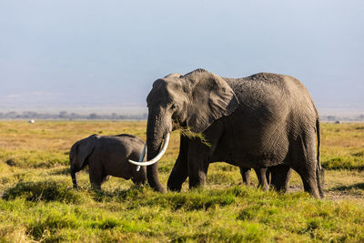 Elephants drinking water