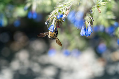 Close-up of bee pollinating on flower