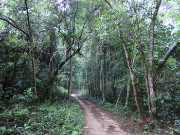 Trees in forest