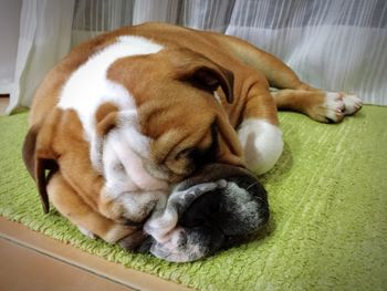 Close-up of dog lying down on floor