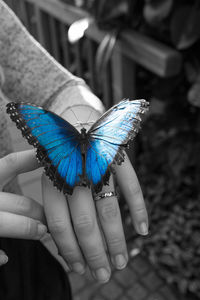 Close-up of butterfly on hand