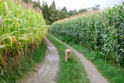 Dog on road amidst agricultural field