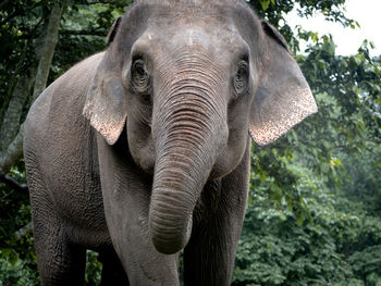 Elephant in a forest