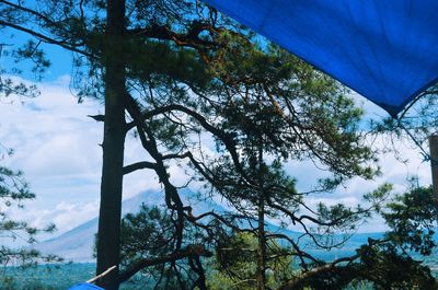 Low angle view of trees against sky