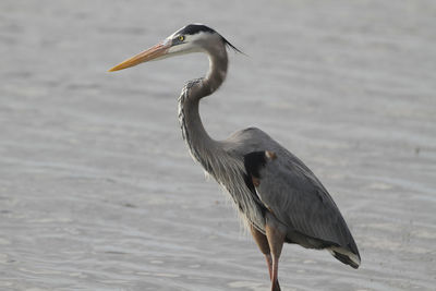 Side view of a bird on a water