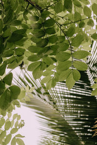 Low angle view of green leaves on plant