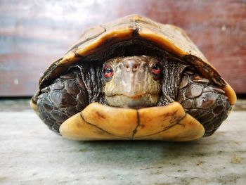 Close-up portrait of tortoise