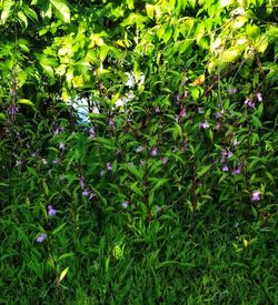 Full frame shot of purple flowering plants on field