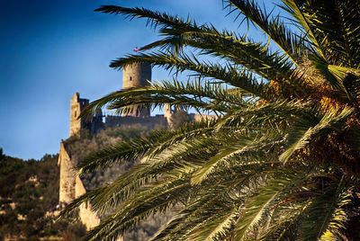 Low angle view of palm leaves against castle