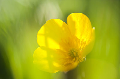 Close-up of yellow flower blooming outdoors